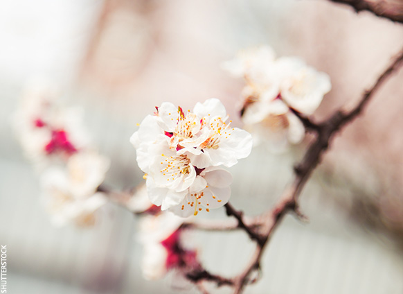 Woman to Woman: 5 Ways to Make Your Mentor Relationships Blossom