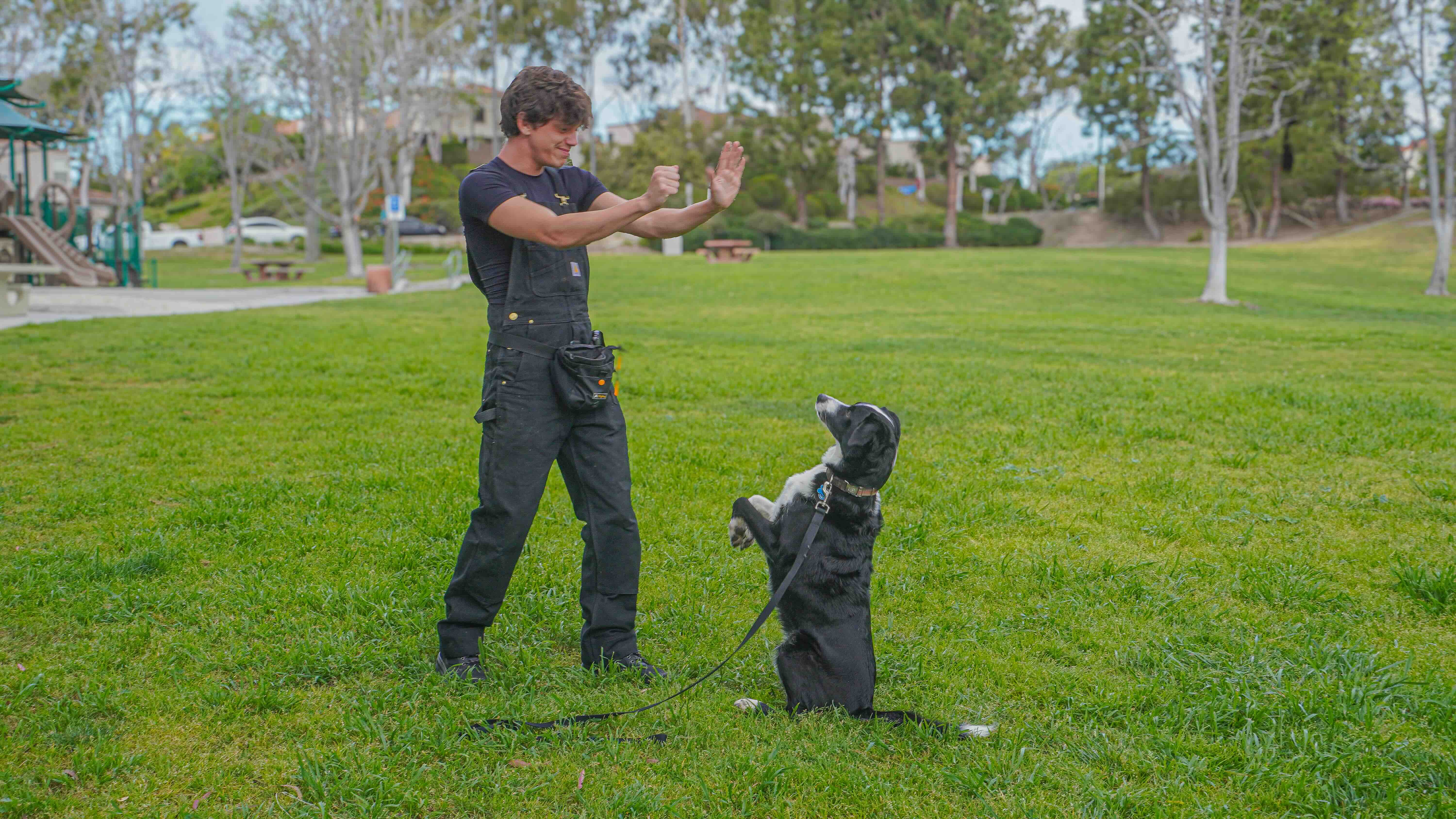 Dog trainer, Ethan McMahon, demonstrating hand signals with black and white dog, Bubbles, standing on hind legs in park