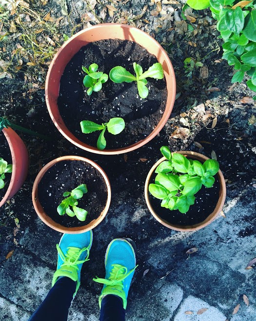 How a Puppy and a Tomato Plant Convinced Me to Keep Trying and Not Give Up