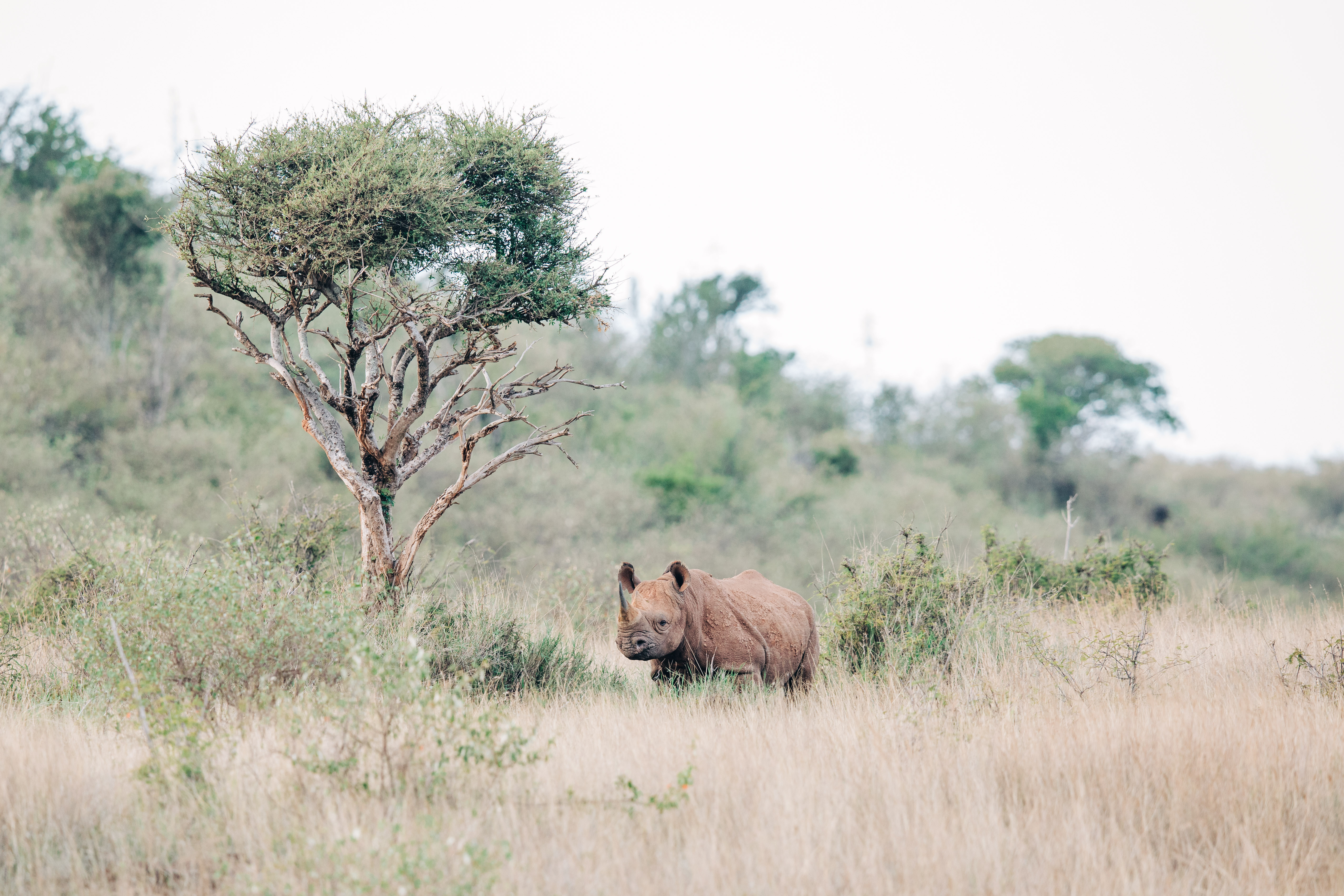 Karthika Gupta Loisaba- William Eastern Black Rhino 11