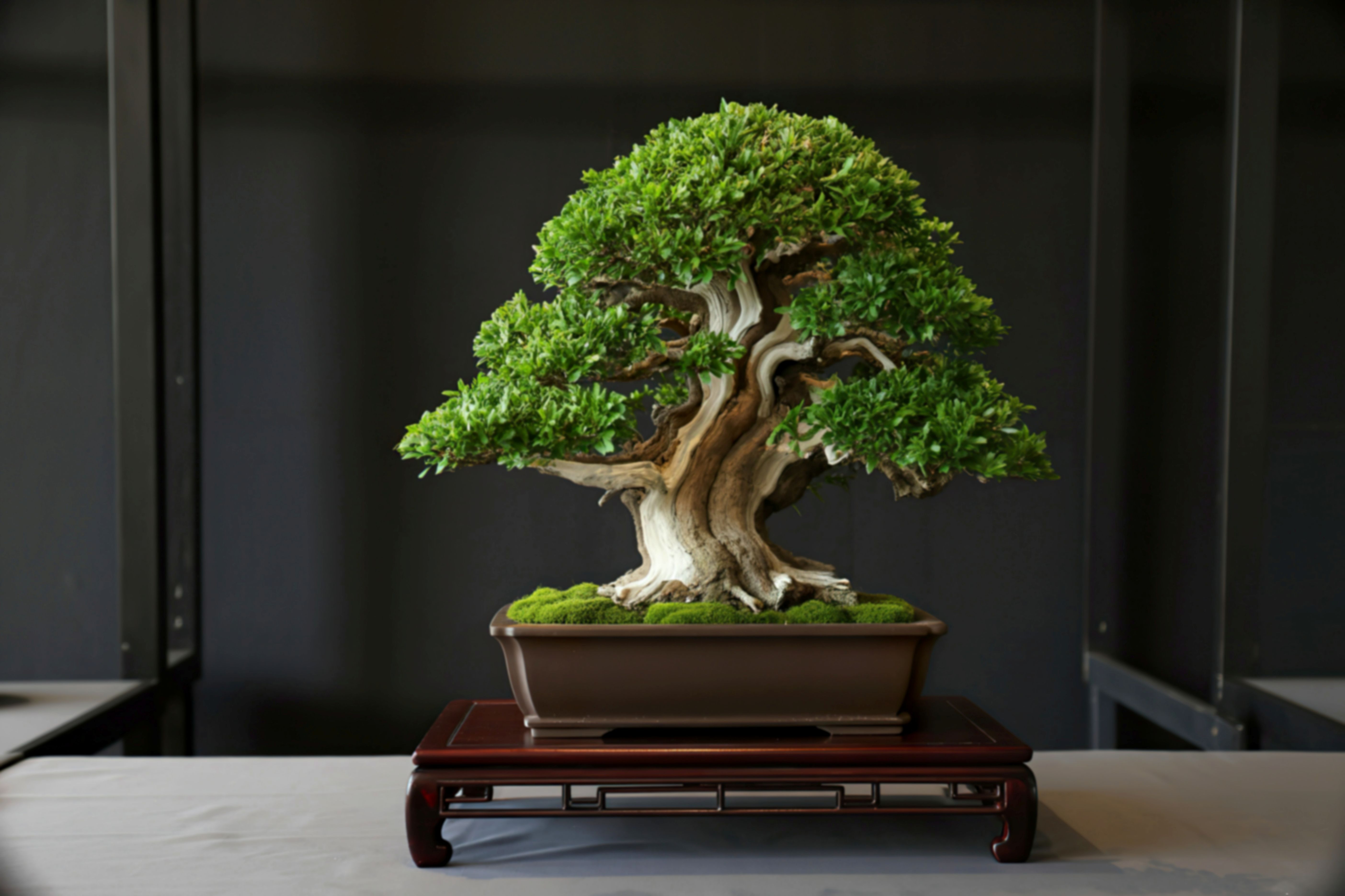 Bonsai tree with twisted trunk and lush green foliage symbolizing growth and transformation