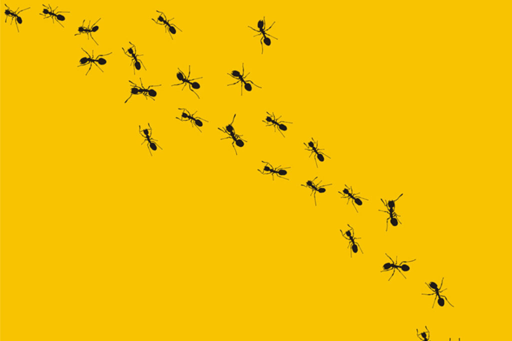 Rohn 4 Reasons You Should Think Like An Ant