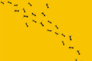 4 Reasons You Should Think Like an Ant