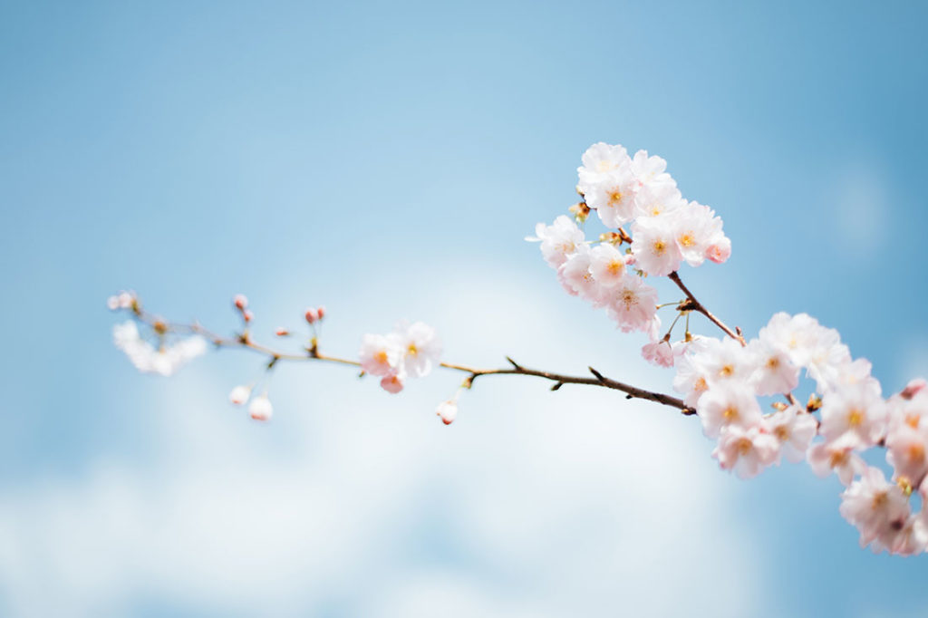 Spring Is the Season of Opportunity