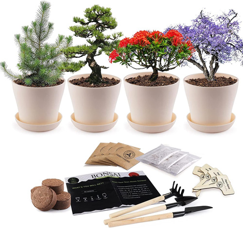 https://www.success.com/wp-content/uploads/2023/11/Decorative-Bonsai-Tree-Planting-Kit-ten-dollar-gift-ideas.jpg