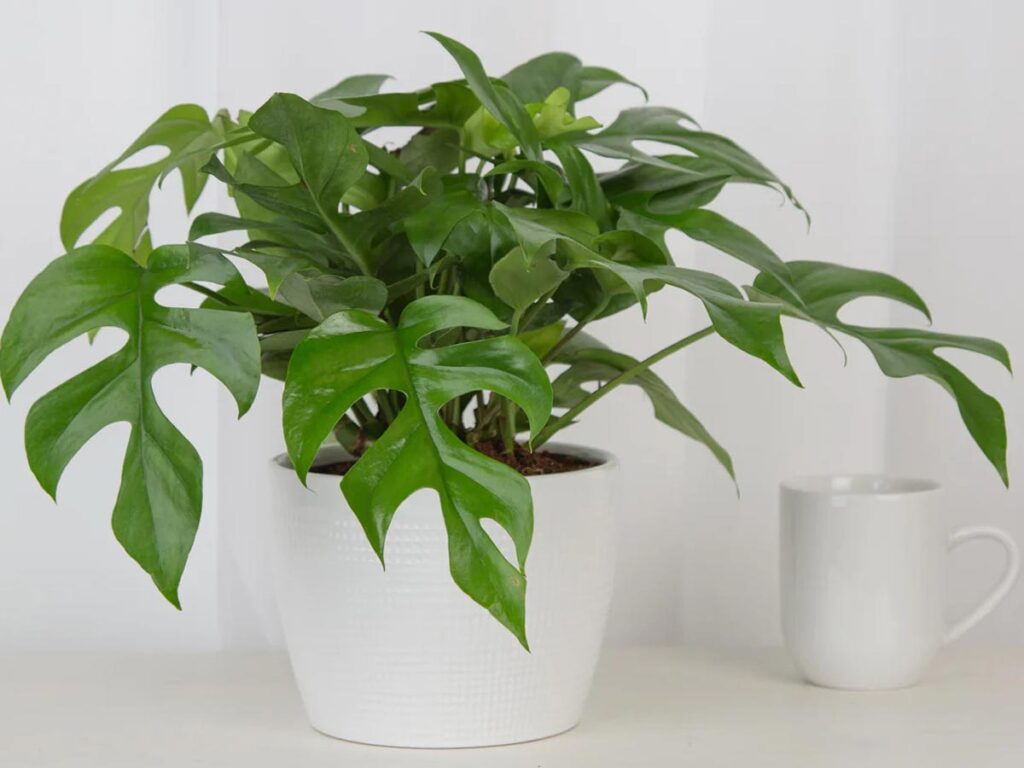 Holiday Gifts For Coworkers Costa Farms Houseplants Mini Monstera