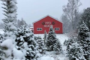 Piper Mountain Christmas Tree Farm on a snowy day showing how do christmas tree farms work