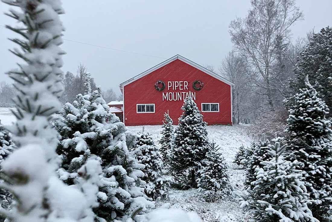 Inside the Magical World of Owning a Christmas Tree Farm SUCCESS