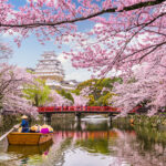 boat on a river in Japan next to a cherry blossom tree