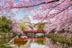 boat on a river in Japan next to a cherry blossom tree