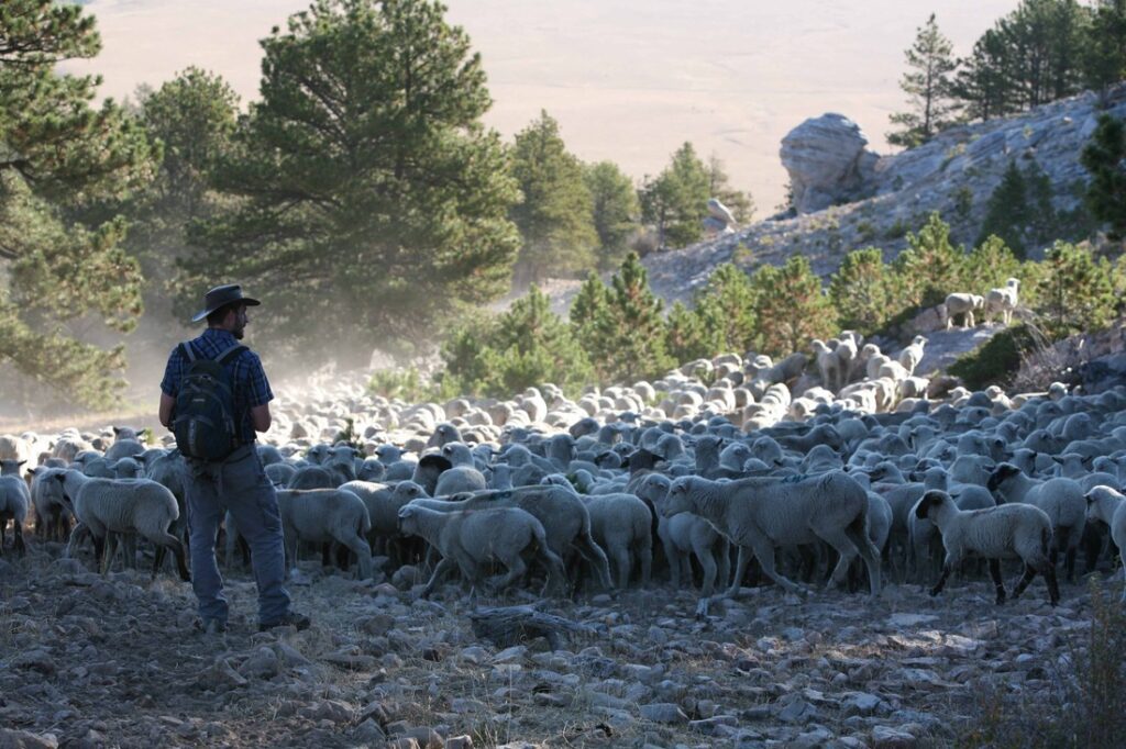 mountain meadow wool ben hostetler overlooking sheep