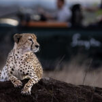 Cheetah at a Singita safari