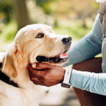 Guide dog and hand in park for walk