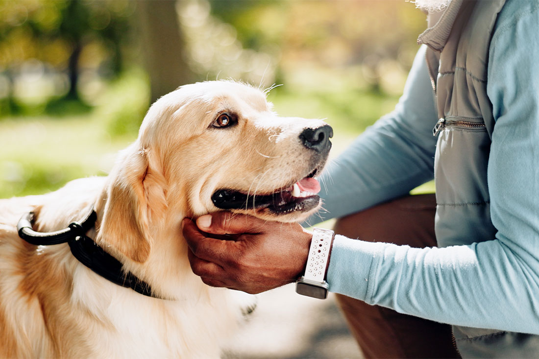 Guide dog and hand in park for walk