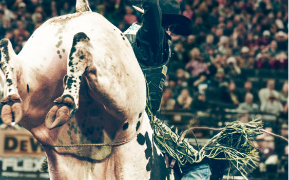 The Baddest Bull Ride Has a Secret to Success: Always Pick the Baddest Bull