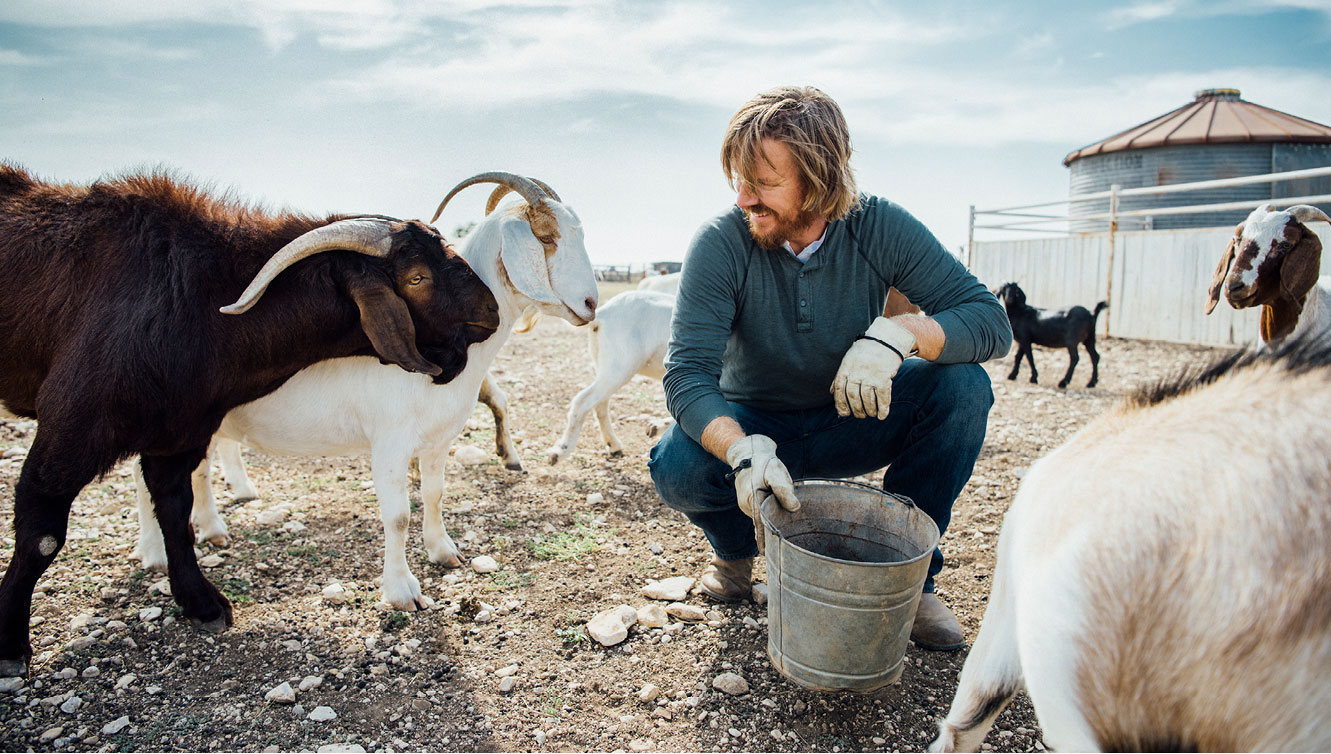 Chipgaines Goats