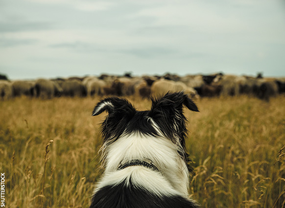 AreYoutheSheeporSheepdog