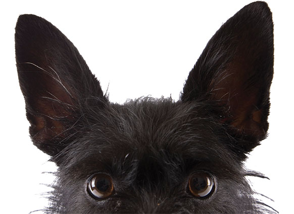 The Ears Have It