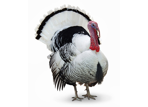 Turkey Day Tradition