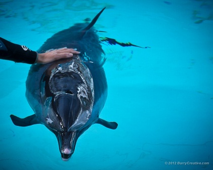 Undersea Showman