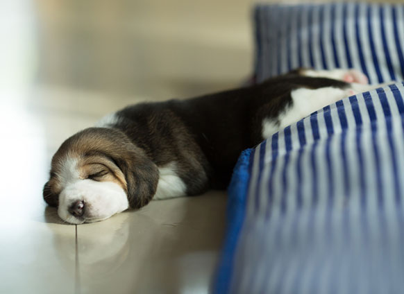 Tipsforadroolworthydreaminducingnap