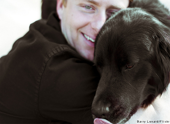 8 Reasons Dog[1]