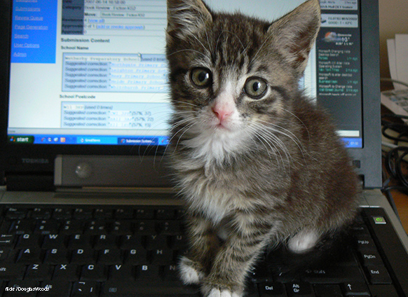 Cat On Laptop Blog