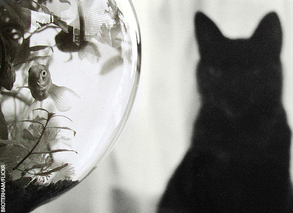 Curiosity Didnt Kill The Cat